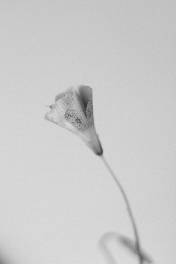 Minimalist black and white photograph of a delicate flower, showcasing natural beauty.