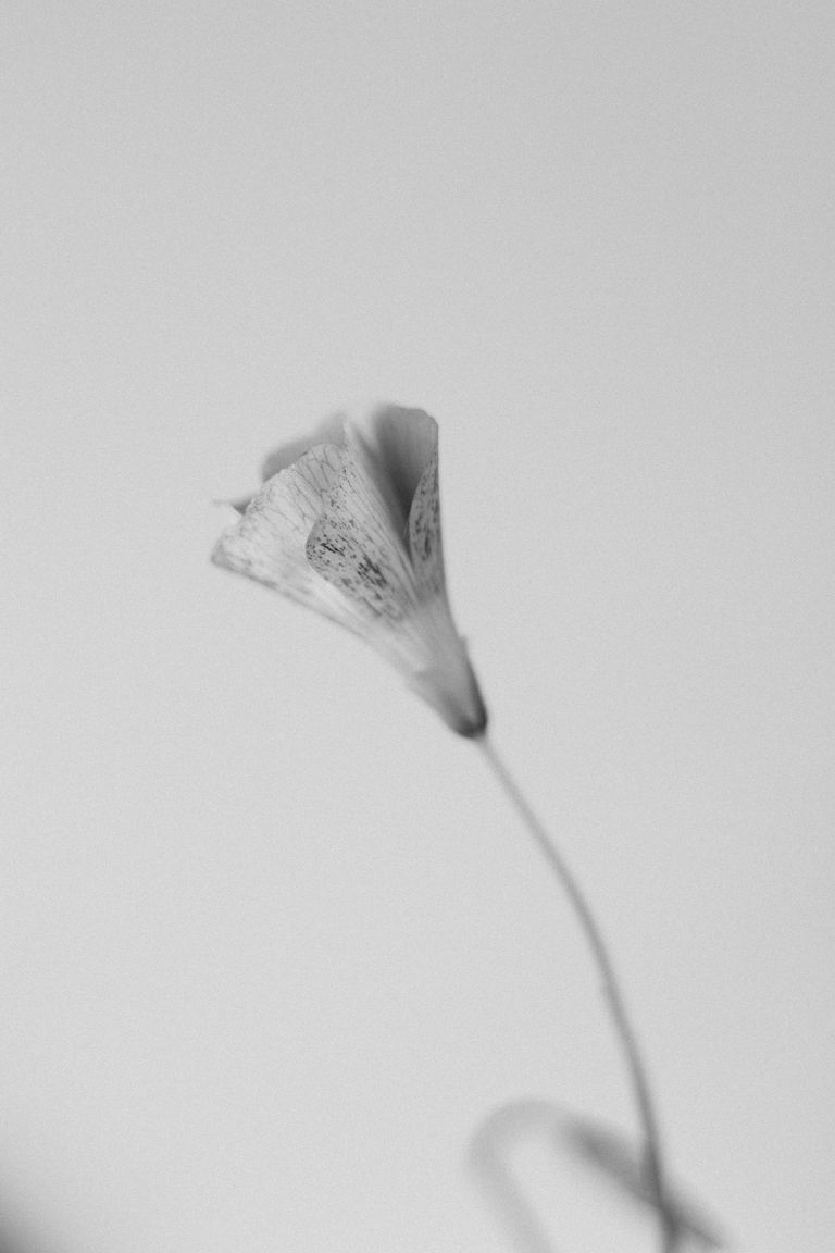 Minimalist black and white photograph of a delicate flower, showcasing natural beauty.